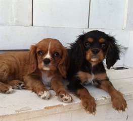 Bébés cavaliers King Charles lof à réserver.