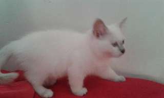Chatons sacré de Birmanie LOF a réserver.