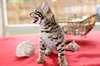 BENGAL POUR ADOPTION - photo 1