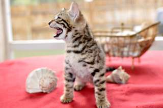BENGAL POUR ADOPTION