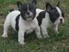 Jolie portée de chiots de type Bouledogue Français - photo 2