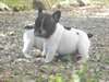 Jolie portée de chiots de type Bouledogue Français - photo 1