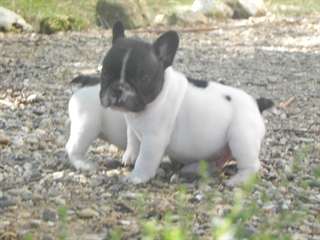 Jolie portée de chiots de type Bouledogue Français