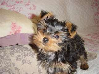 Adorable Yorkshire Terrier  à donner
