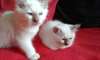 Chatons sacré de Birmanie LOF a réserver. - photo 1