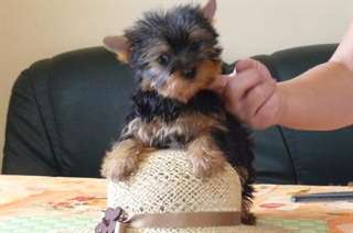 Chiots Yorkshire Terrier  à donner