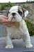 Adorables chiots Bulldog Anglais  disponibles. - photo 1