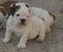 Adorables chiots Bulldog Anglais  disponibles. - photo 2