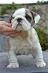 Adorables chiots Bulldog Anglais  disponibles.