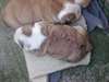 Disponibles chiots Bulldog Anglais - photo 2