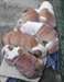 Disponibles chiots Bulldog Anglais - photo 3