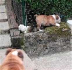 Disponibles chiots Bulldog Anglais