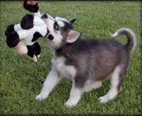 chiot Husky Sibérien pour vous