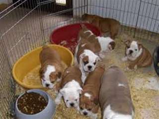 Chiots bulldog anglais non lof.