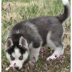 chiot Husky Sib&#233;rien pour vous