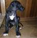 Bonne journée j'ai une libre Great Dane chiots pou - photo 1