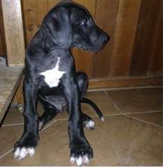 Bonne journée j'ai une libre Great Dane chiots pou