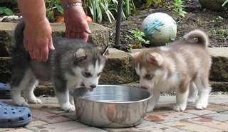 Homme et Femme Husky sibérien pour l'adoption