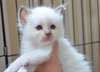 Chatons sacr&#233; de Birmanie LOF a r&#233;server. - photo 2