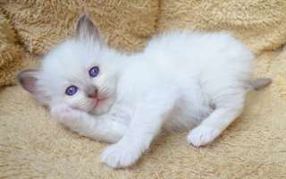 Chatons sacr&#233; de Birmanie LOF a r&#233;server.
