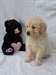 Magnifiques chiots golden retriever - photo 2