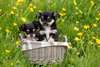 Superbes b&#233;b&#233;s chihuahua - photo 2