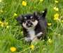 Superbes b&#233;b&#233;s chihuahua - photo 3