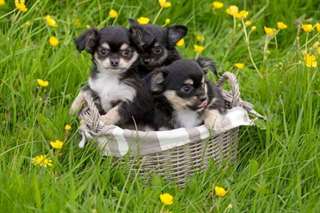 Superbes b&#233;b&#233;s chihuahua