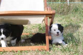 Urgent Adorables chiots Berger Australien .