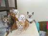 mainecoon chatons a donner - photo 1
