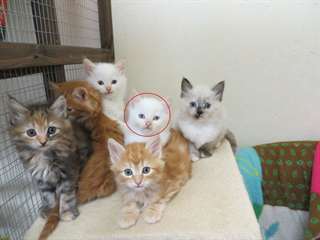 mainecoon chatons a donner