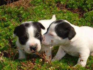 très beaux chiots Jack Russell