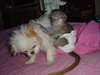 Bebe Singe Capuchin tres Sociable Pour Adoption - photo 1