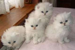 4 adorables chaton persan non loof a donner