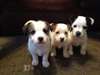 CHIOTS JACK RUSSELL A ADOPTER. - photo 1