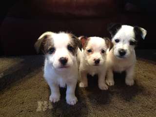 CHIOTS JACK RUSSELL A ADOPTER.