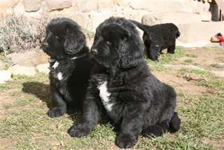 mes chiots terre neuve recherche nouvel famille