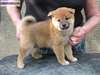MAGNIFIQUES CHIOT SHIBA INU - photo 1