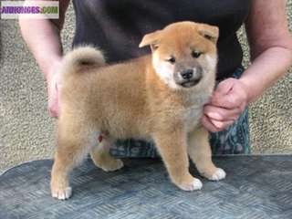 MAGNIFIQUES CHIOT SHIBA INU