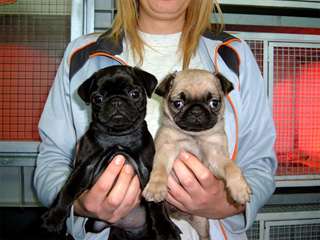 adorables chiots carlin