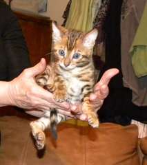 Chatons bengal