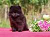 Jolie chiots de Race Spitz allemand - photo 2
