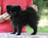 Jolie chiots de Race Spitz allemand - photo 3