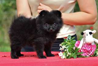 Jolie chiots de Race Spitz allemand