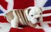 Chiots bouledogue anglais m&#226;le et femelle - photo 2