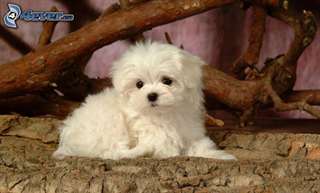 superbes Bichon maltais
