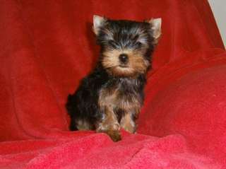 Adorable Chiot chiot yorkshire terrier