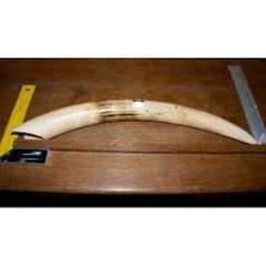 trophée d'éléphant