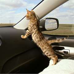 magnifique chaton bengal