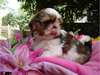 5 chiots shih tzu - photo 1